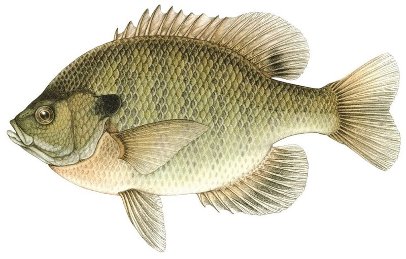 bluegill