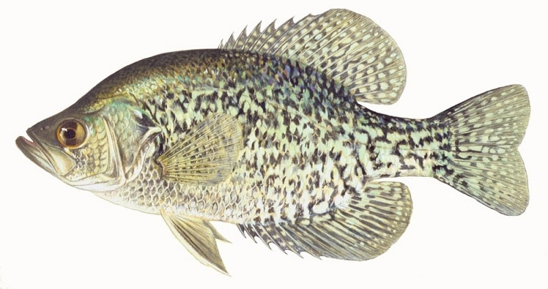 crappie