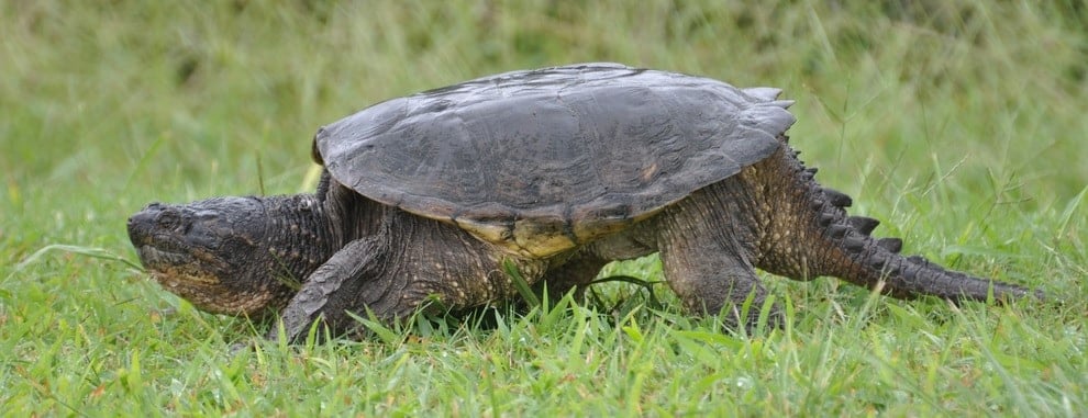 common snapping turtle