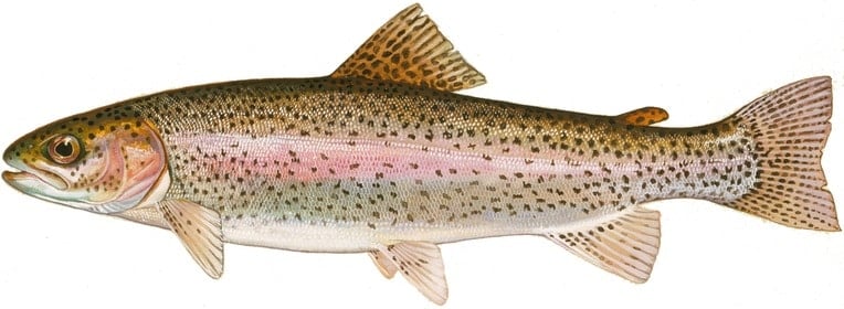 rainbow trout