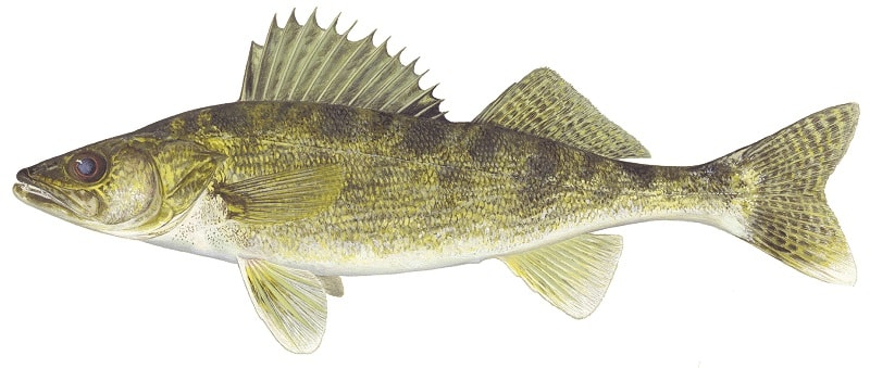 walleye