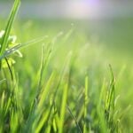 【农学】草科学（Turfgrass Science） - 美国大学热门专业数据库