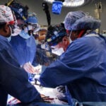 重磅！马里兰大学医学院成功完成人类首次猪心脏移植手术